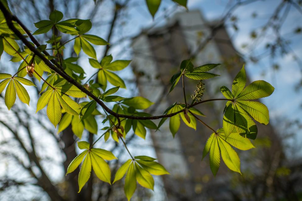 Buckeye tree leaves