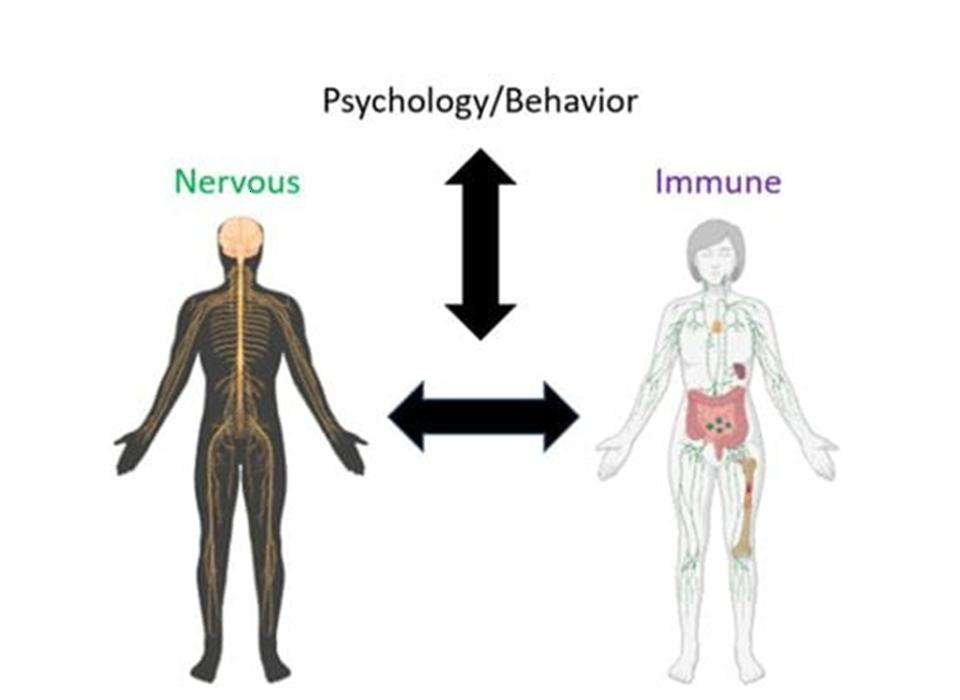 The nervous system is connected to behavior and immunity